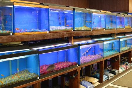 Buzz n' B's Aquarium & Pet Shop  Fish & Aquatic - Bettas, Catfish