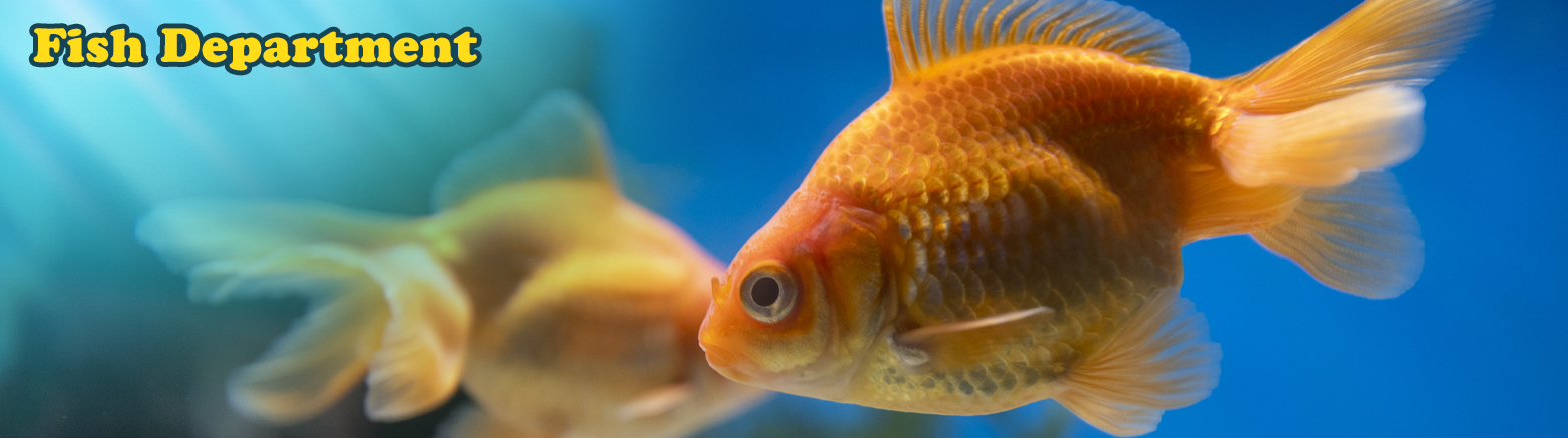 Buzz n' B's Aquarium & Pet Shop | Fish & Aquatic - Bettas, Catfish,  Gouramis, Goldfish, Guppies, Mollies, Platies, Swordfish, Tetras & More